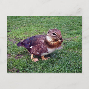 Chipduck Briefkaart
