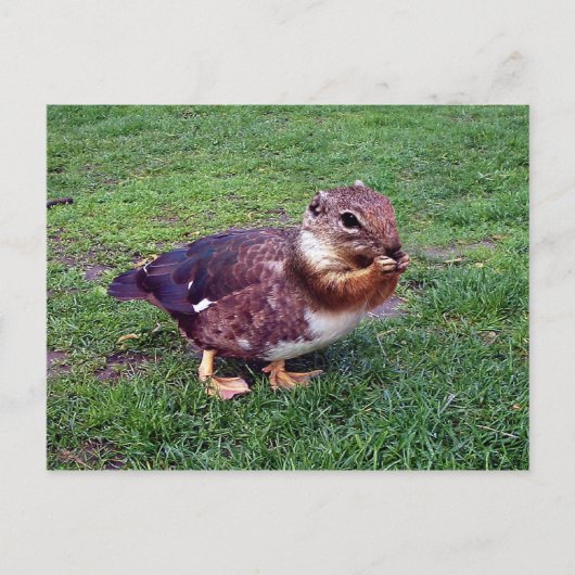 Chipduck Briefkaart (Voorkant)