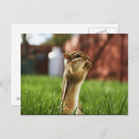 Chipmun Praying Briefkaart (Voorkant / Achterkant)