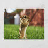 Chipmun Praying Briefkaart (Voorkant)