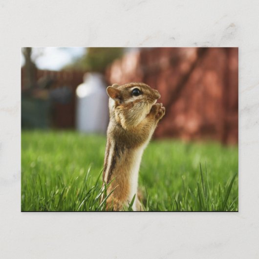 Chipmun Praying Briefkaart (Voorkant)