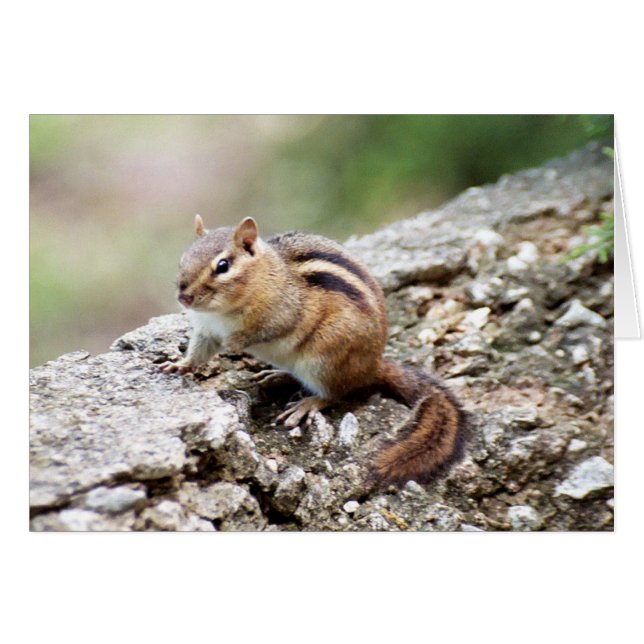 Chipmunk (Voorkant Horizontaal)