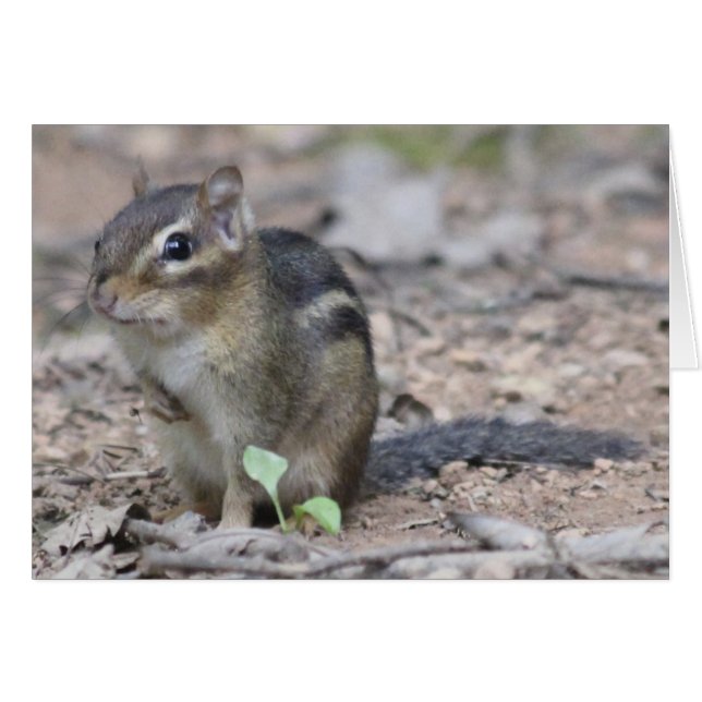 Chipmunk (Voorkant Horizontaal)