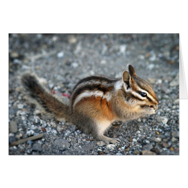 Chipmunk (Voorkant Horizontaal)