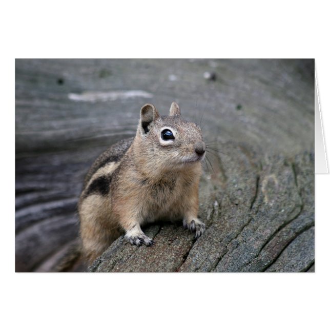 chipmunk (Voorkant Horizontaal)