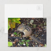 Chipmunk #2 Briefkaart (Voorkant / Achterkant)