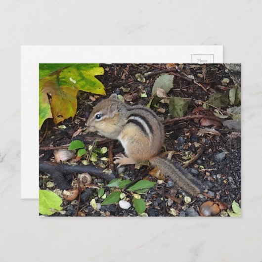 Chipmunk #2 Briefkaart (Voorkant / Achterkant)