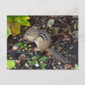 Chipmunk #2 Briefkaart (Voorkant)