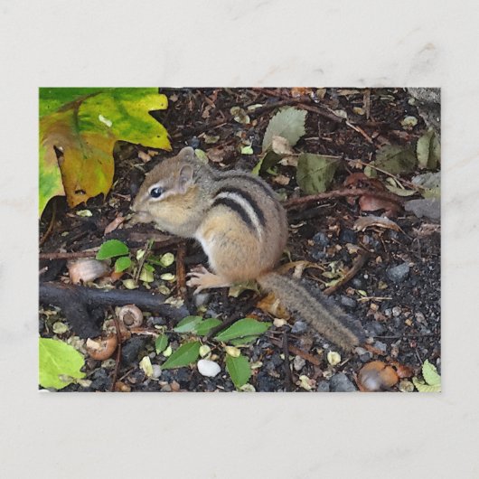 Chipmunk #2 Briefkaart (Voorkant)