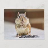 Chipmunk Afbeelding Briefkaart (Voorkant)