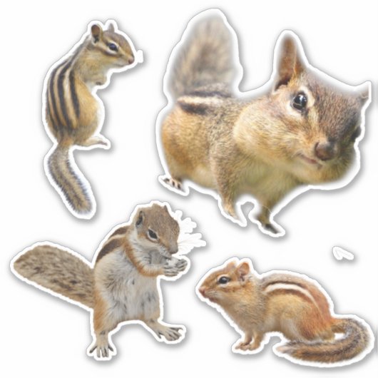 Chipmunk Assorted Sticker Pack (Voorkant)