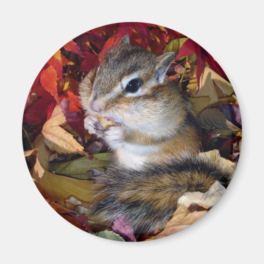 Chipmunk , Autumn (8) photo Magneet (Voorkant)