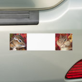 Chipmunk , Autumn (9)　photo Bumpersticker (Op auto)