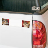 Chipmunk , Autumn (9)　photo Bumpersticker (Op Truck)