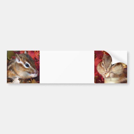 Chipmunk , Autumn (9)　photo Bumpersticker (Voorkant)