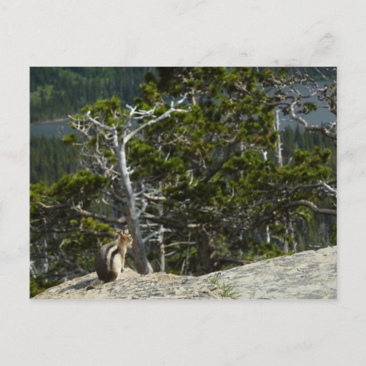 Chipmunk bij Two Medicine Lake Overlook Briefkaart (Voorkant)