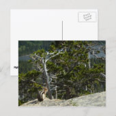 Chipmunk bij Two Medicine Lake Overlook Briefkaart (Voorkant / Achterkant)