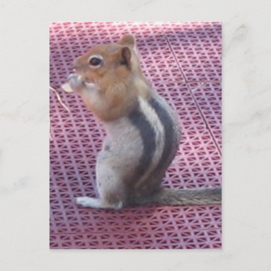 Chipmunk Briefkaart (Voorkant)