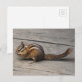 Chipmunk Briefkaart (Voorkant / Achterkant)