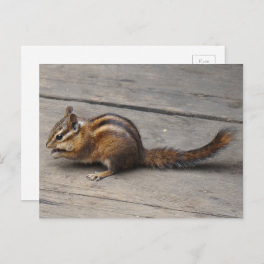 Chipmunk Briefkaart (Voorkant / Achterkant)