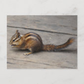 Chipmunk Briefkaart (Voorkant)