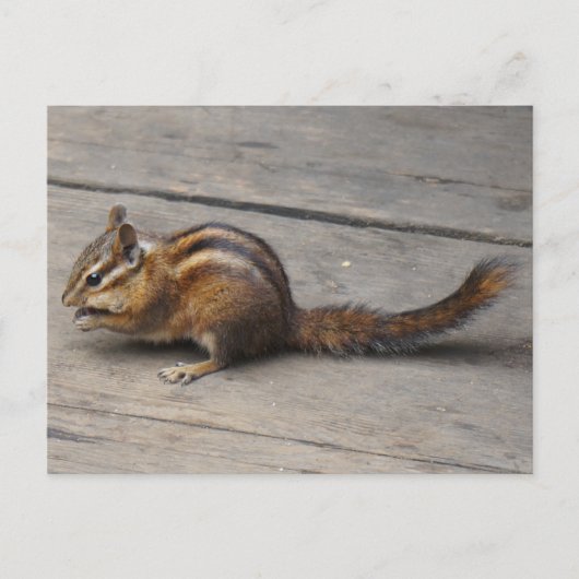 Chipmunk Briefkaart (Voorkant)