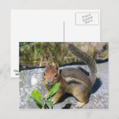 Chipmunk Briefkaart (Voorkant / Achterkant)