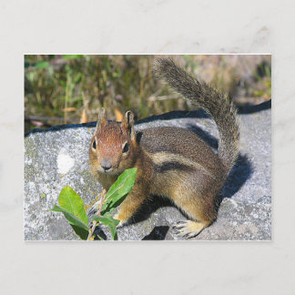 Chipmunk Briefkaart