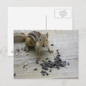 Chipmunk Briefkaart (Voorkant / Achterkant)