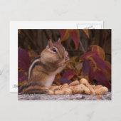 Chipmunk Briefkaart (Voorkant / Achterkant)