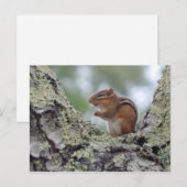 Chipmunk Briefkaart (Voorkant / Achterkant)