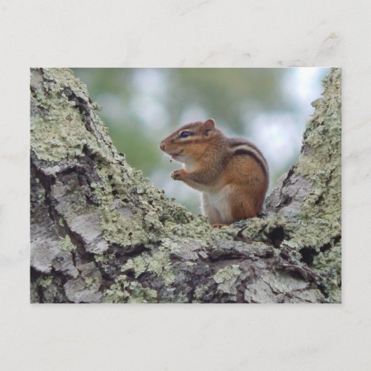 Chipmunk Briefkaart (Voorkant)