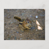 Chipmunk Briefkaart (Voorkant)