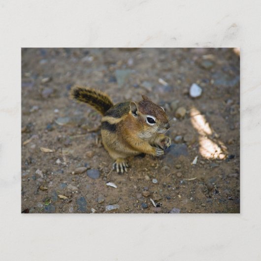 Chipmunk Briefkaart (Voorkant)