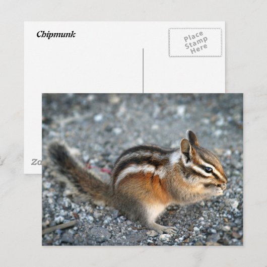Chipmunk Briefkaart (Voorkant / Achterkant)