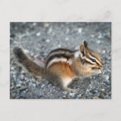 Chipmunk Briefkaart (Voorkant)