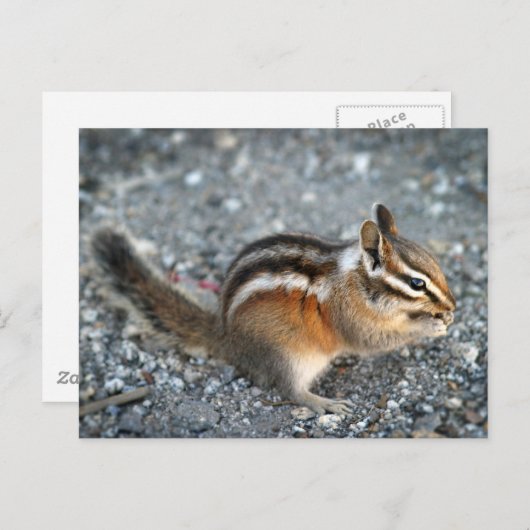 Chipmunk Briefkaart (Voorkant / Achterkant)