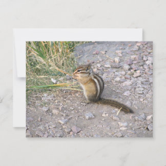 Chipmunk Briefkaart