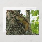 Chipmunk Briefkaart (Voorkant / Achterkant)