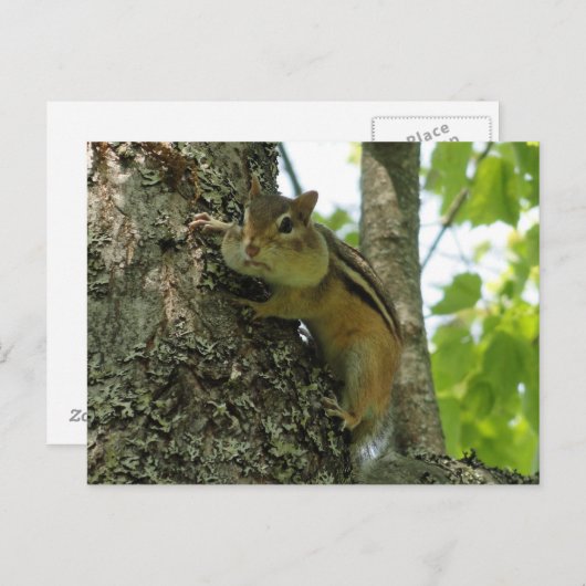 Chipmunk Briefkaart (Voorkant / Achterkant)