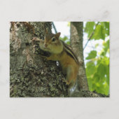 Chipmunk Briefkaart (Voorkant)