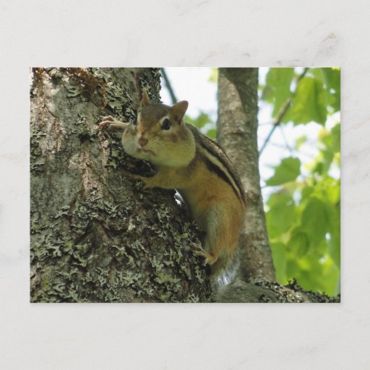 Chipmunk Briefkaart (Voorkant)