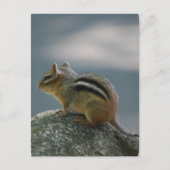 Chipmunk Briefkaart (Voorkant)