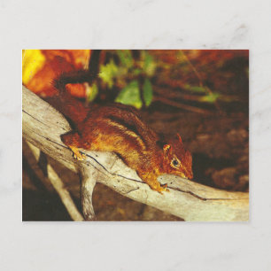 Chipmunk Briefkaart