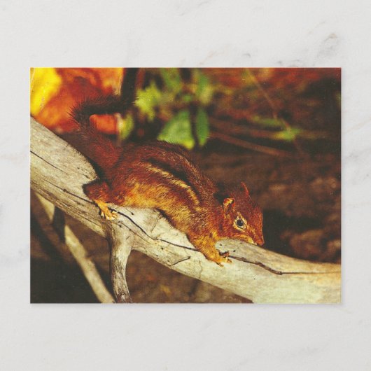 Chipmunk Briefkaart (Voorkant)