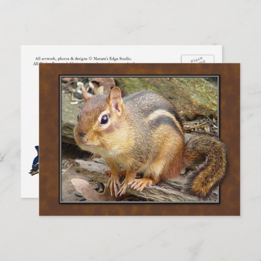 Chipmunk Briefkaart (Voorkant / Achterkant)