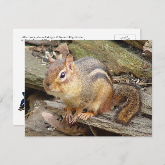 Chipmunk Briefkaart 2 (Voorkant / Achterkant)