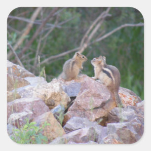 Chipmunk Chatter Vierkante Sticker