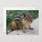 Chipmunk Cheeks Briefkaart (Voorkant / Achterkant)