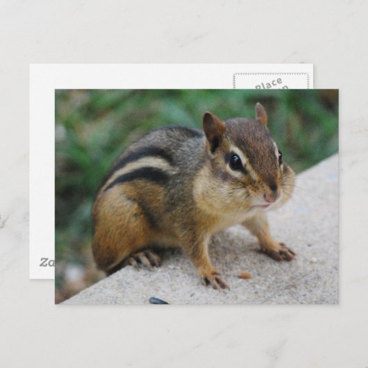 Chipmunk Cheeks Briefkaart (Voorkant / Achterkant)